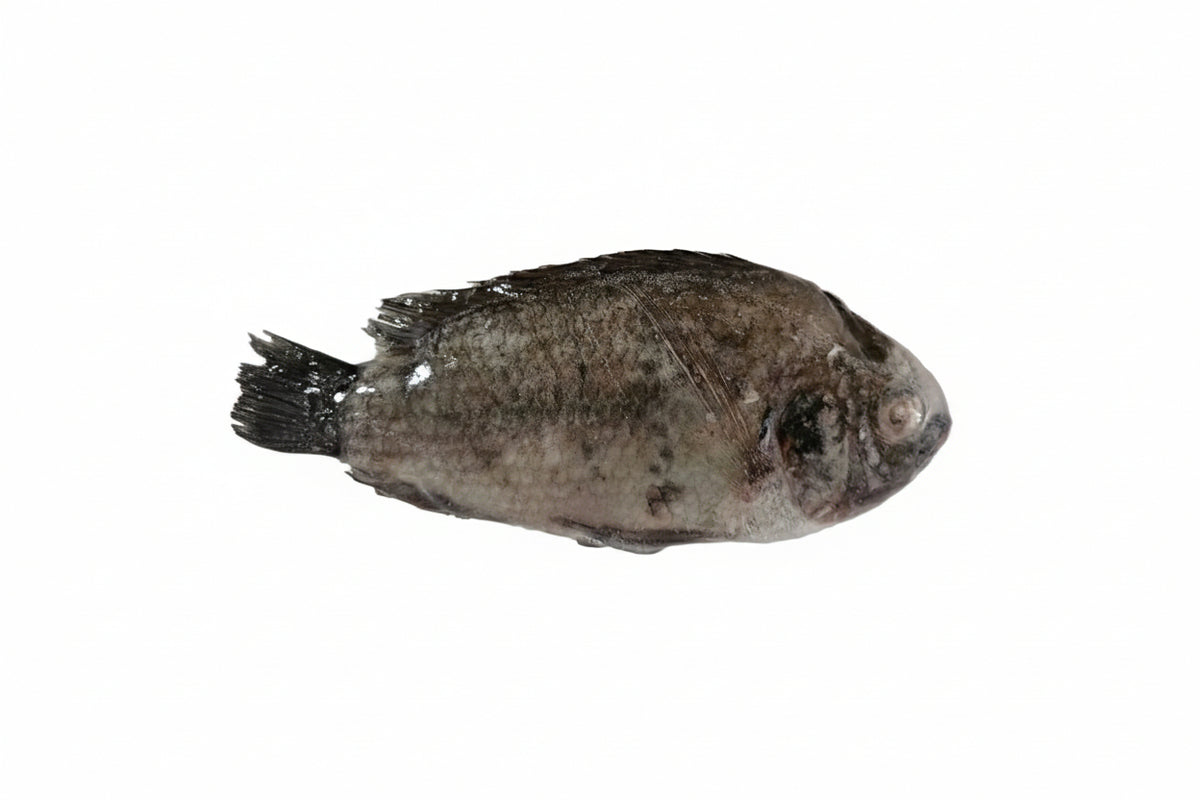 5KG TALIPA FISH FROZEN