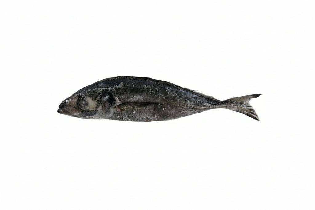 5KG CARAPAU FISH FROZEN