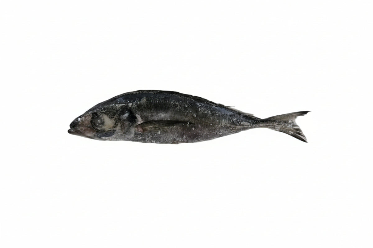 5KG CARAPAU FISH FROZEN